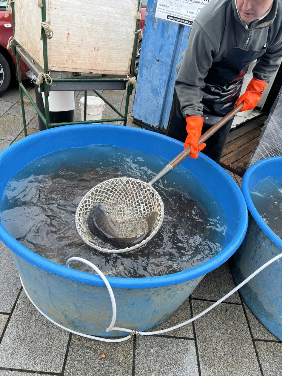 Prodej živých ryb při Adventním jarmarku